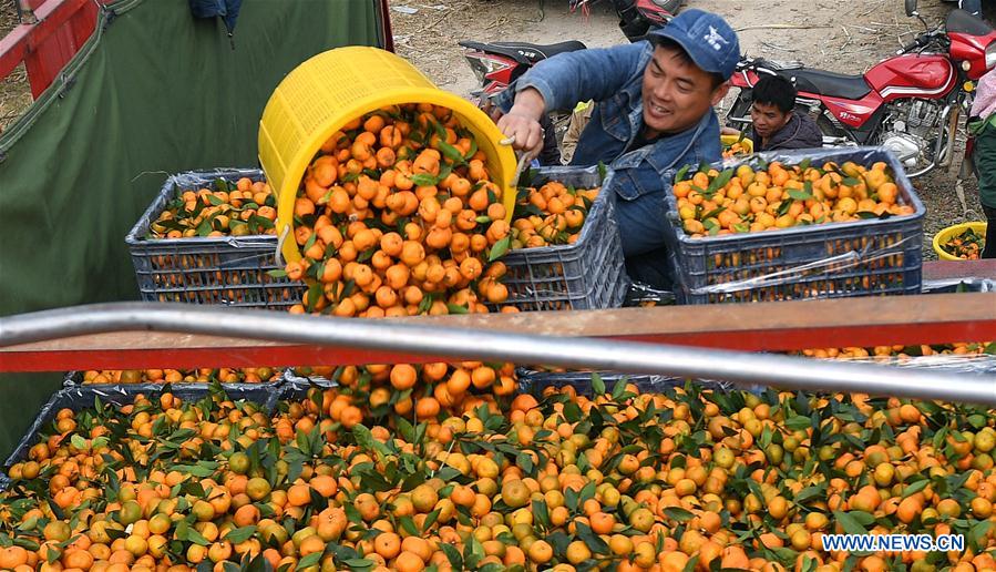 CHINA-GUANGXI-ORANGE-HARVEST (CN)