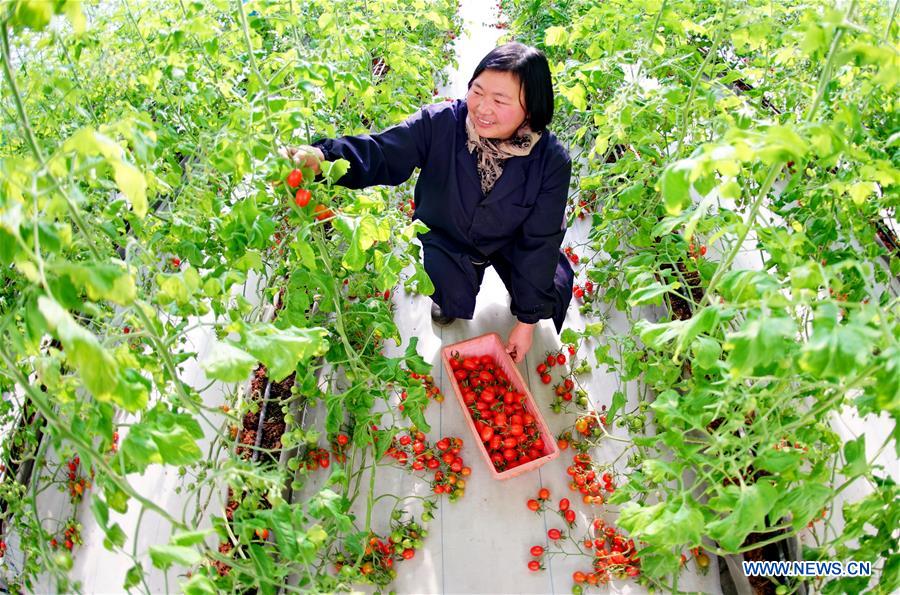 CHINA-HEBEI-WINTER-FARM WORK (CN)