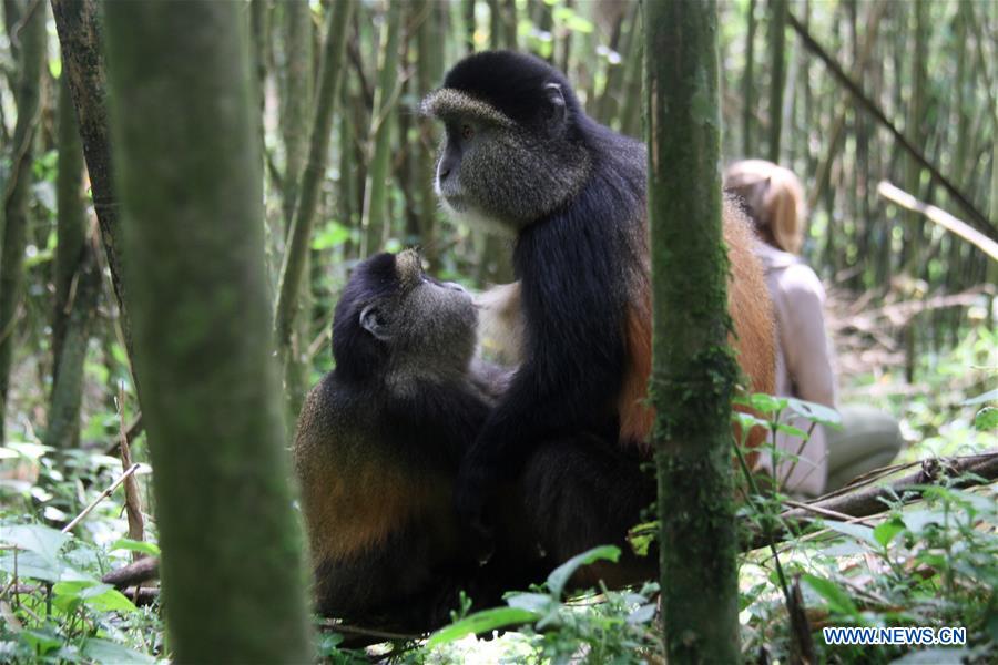 RWANDA-VOLCANOES NATIONAL PARK-GOLDEN MONKEY