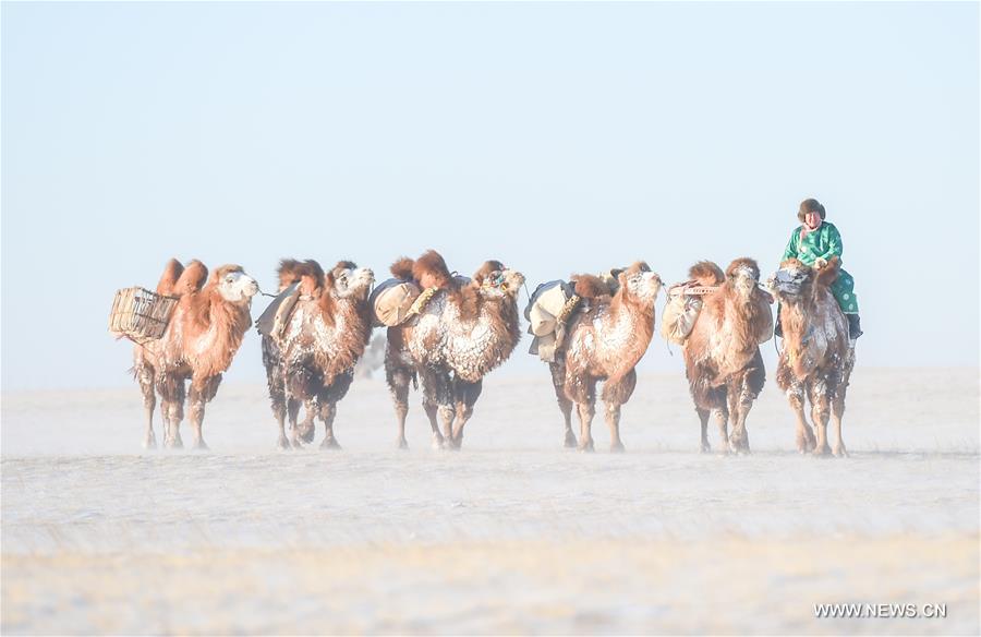 CHINA-INNER MONGOLIA-CAMEL FAIR (CN)