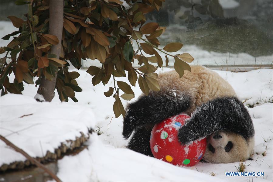 CHINA-SHAANXI-WINTER-GIANT PANDA (CN)