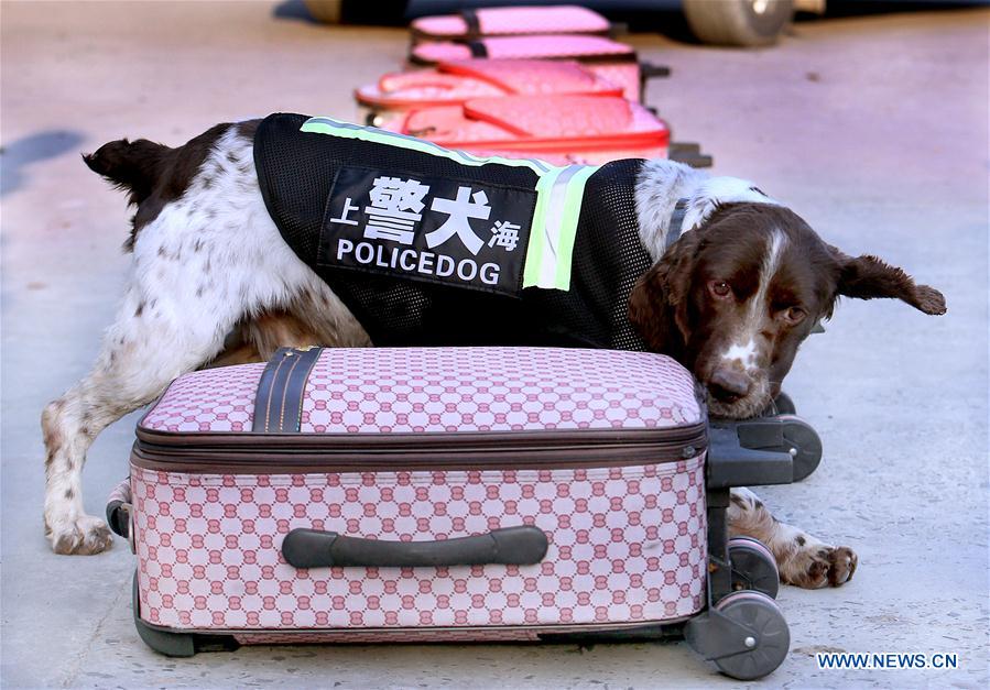 CHINA-SHANGHAI-POLICEDOG TRAINING (CN)