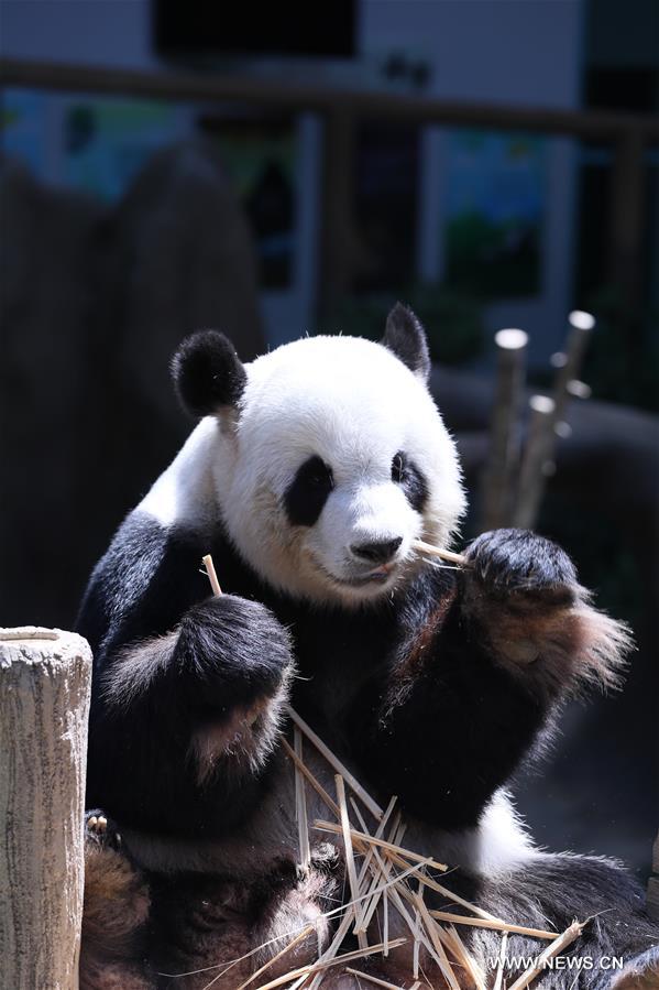 MALAYSIA-CHINA-BABY PANDA