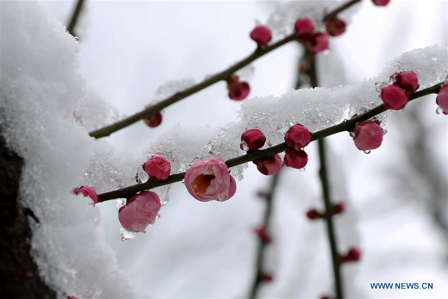 CHINA-SHANGHAI-SNOW-PLUM BLOSSOM(CN)