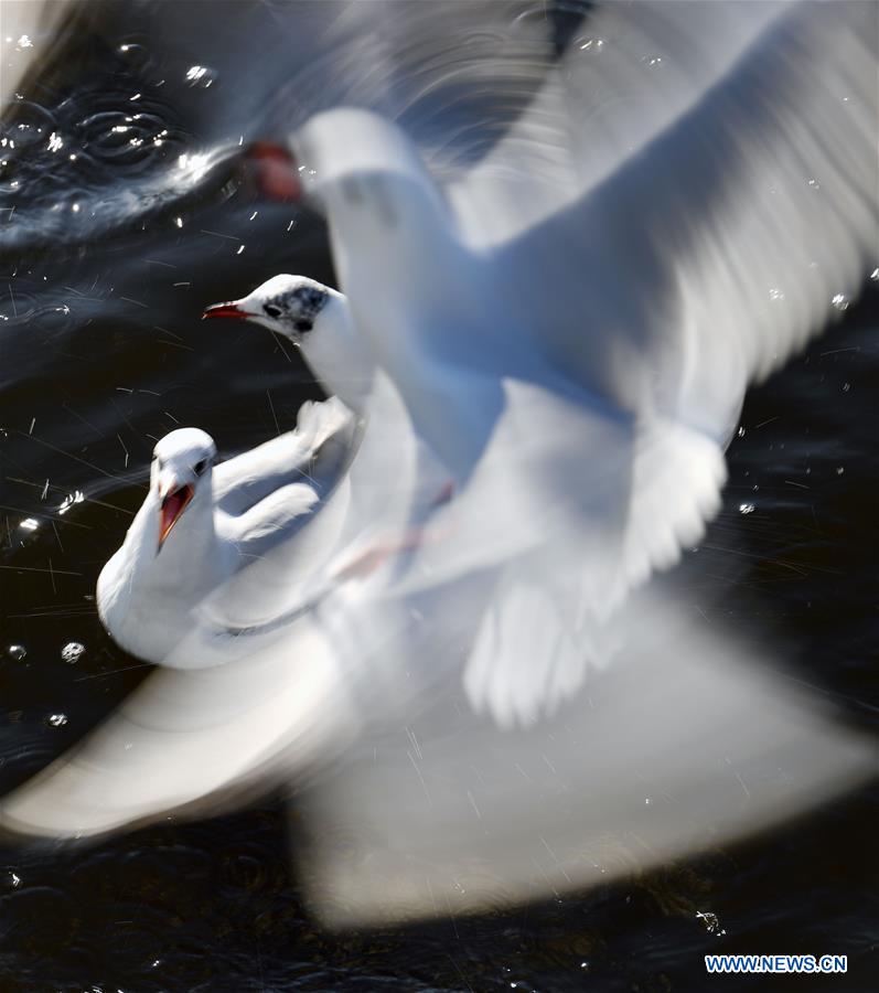 CHINA-YUNNAN-BLACK-HEADED GULLS (CN)