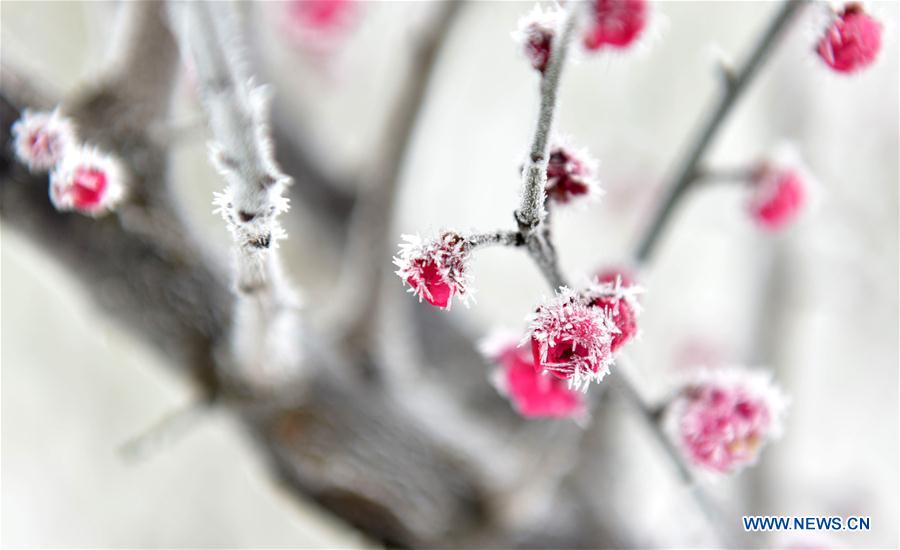 #CHINA-SPRING-PLUM BLOSSOM (CN)