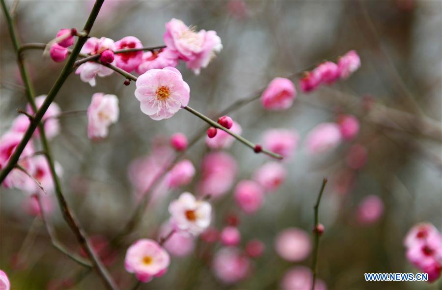 #CHINA-SPRING-PLUM BLOSSOM (CN) 