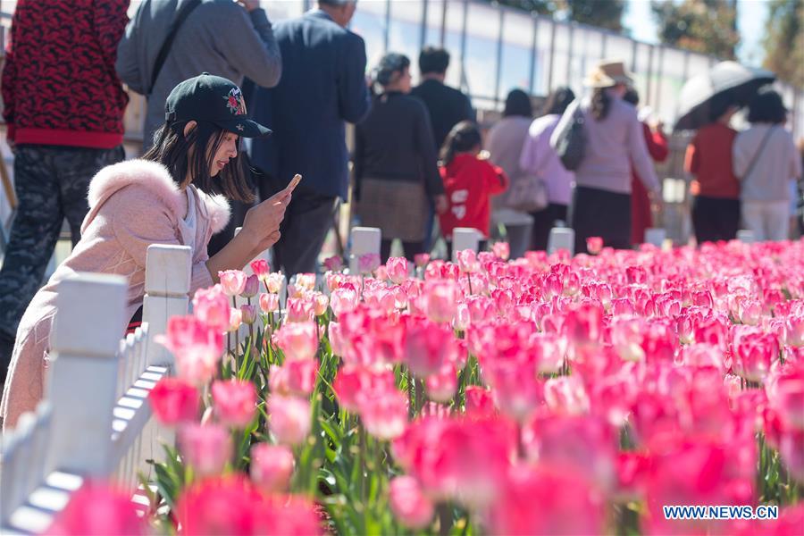 CHINA-YUNNAN-KUNMING-TULIP BLOSSOM (CN)