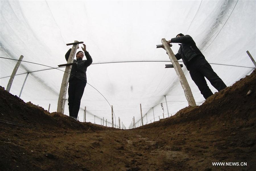 #CHINA-EARLY SPRING-AGRICULTURE (CN)