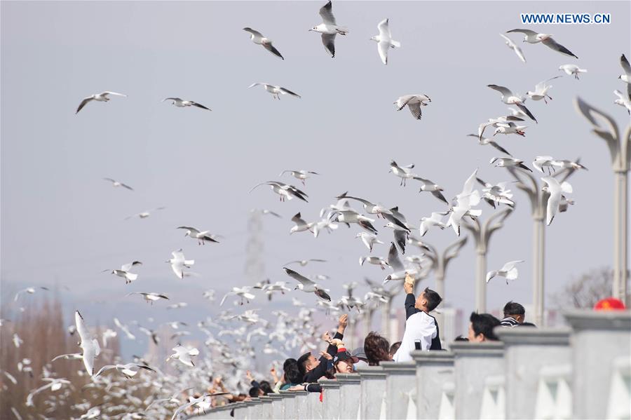 CHINA-KUNMING-ENVIRONMENT-BLACK-HEADED GULLS (CN)