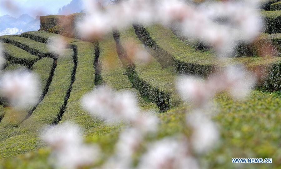 #CHINA-HUBEI-TEA GARDEN-SPRING SCENERY (CN)