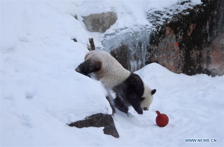 FINLAND-AHTARI ZOO-GIANT PANDAS