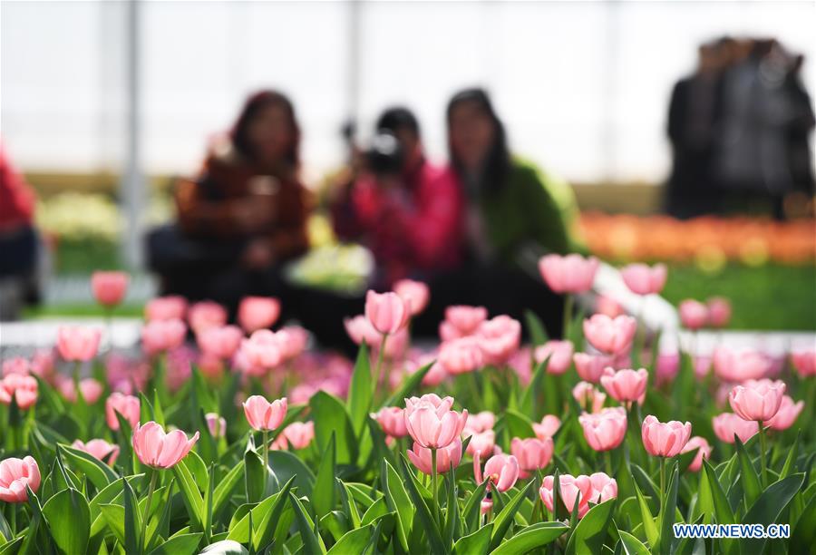 CHINA-CHONGQING-NETHERLANDS-FLOWER-SHOW (CN)