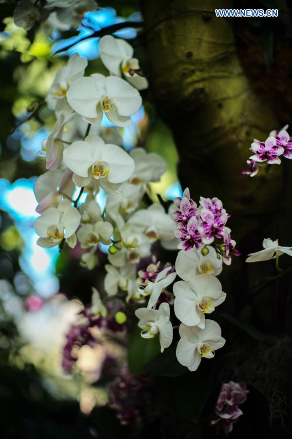 U.S.-NEW YORK-ORCHID SHOW