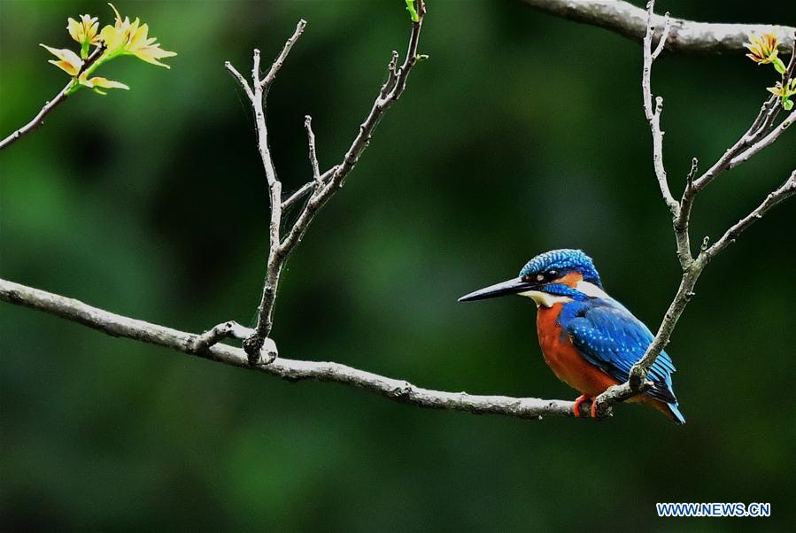 CHINA-FUJIAN-TREE-BIRD (CN)