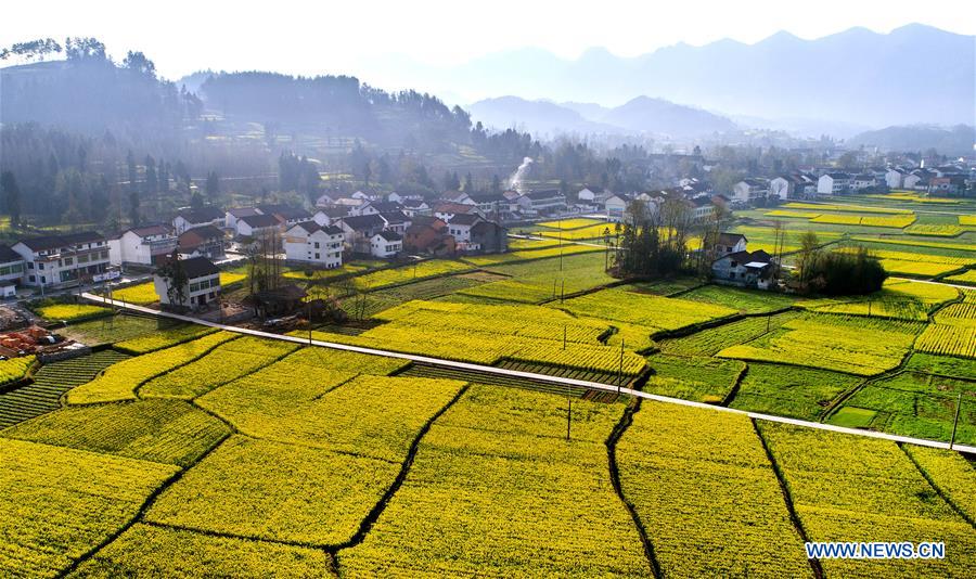 CHINA-SHAANXI-HANZHONG-RAPESEED FLOWER (CN)