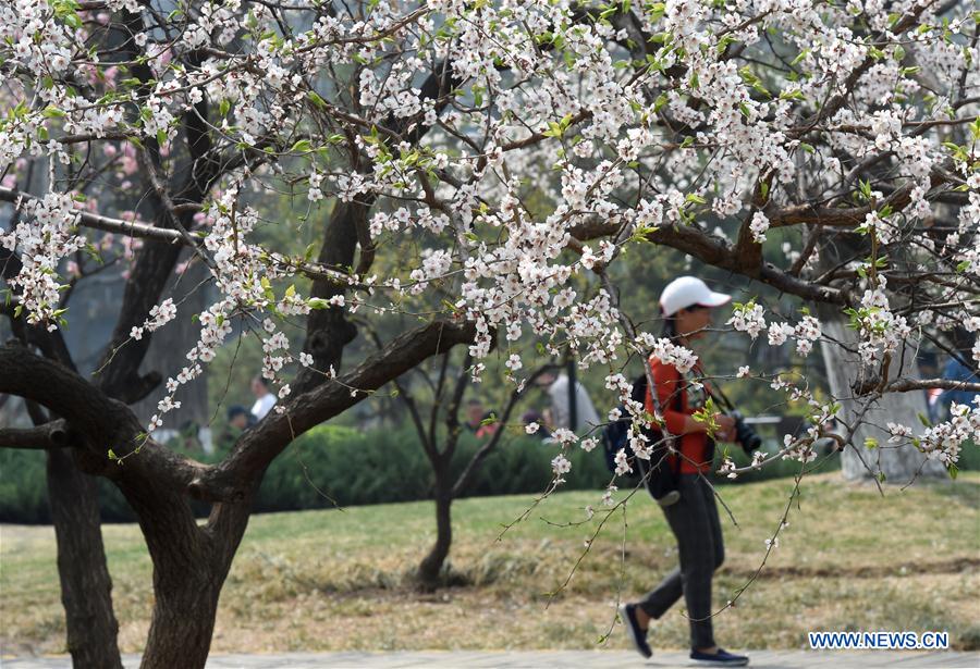 CHINA-BEIJING-SPRING-LEISURE (CN)