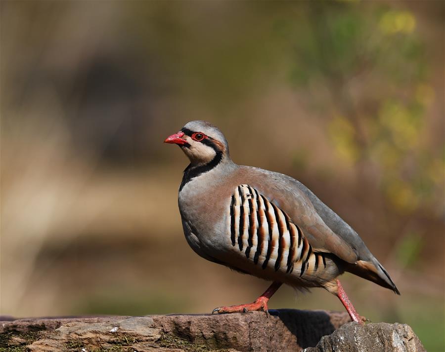 CHINA-SPRING-BIRDS (CN)