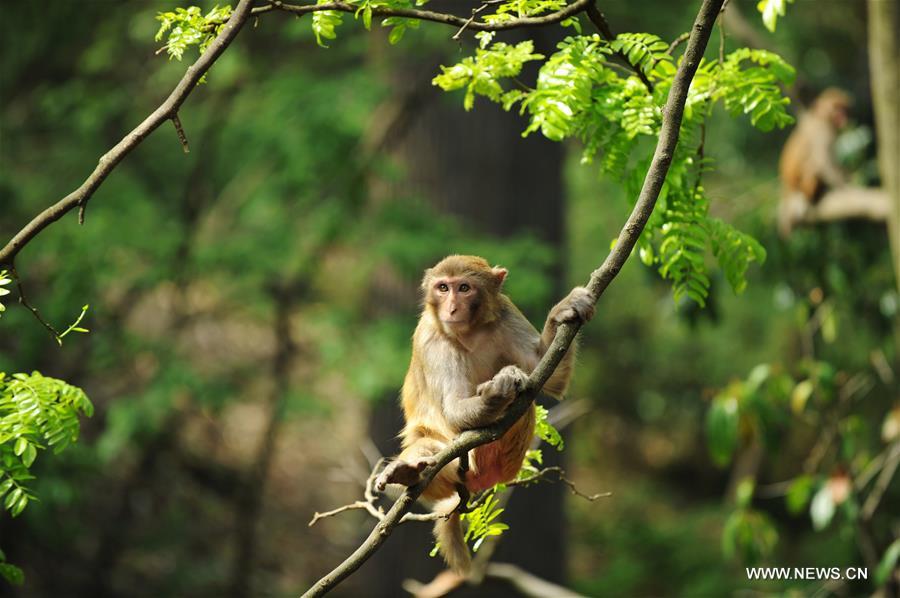 CHINA-GUIZHOU-MACAQUE (CN)