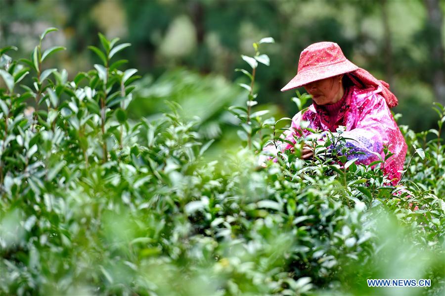 CHINA-FUJIAN-WUYI MOUNTAIN-TEA PRODUCTION (CN)