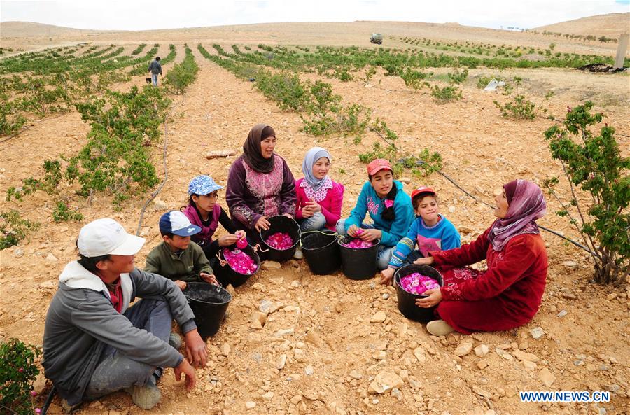 SYRIA-DAMASCUS-DAMASK-ROSE-HARVEST-TIME