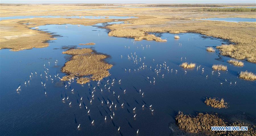 CHINA-JILIN-CRANE-MIGRATION (CN)