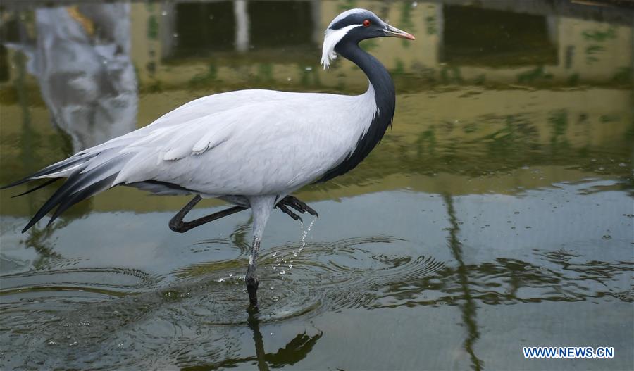 CHINA-JILIN-CRANE-MIGRATION (CN)