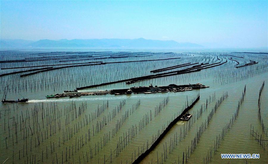 CHINA-FUJIAN-XIAPU-KELP-HARVEST (CN)