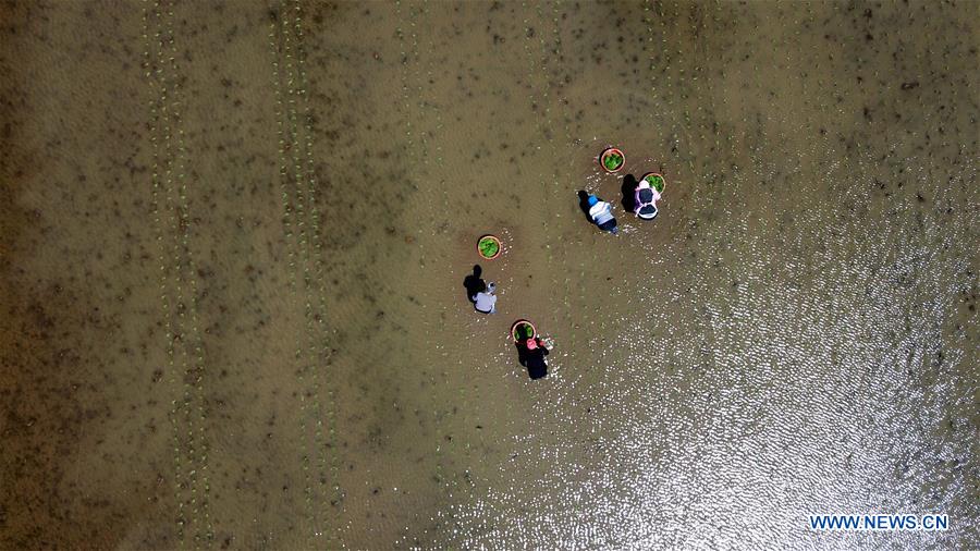 CHINA-JILIN-PADDY RICE PLANTING (CN)