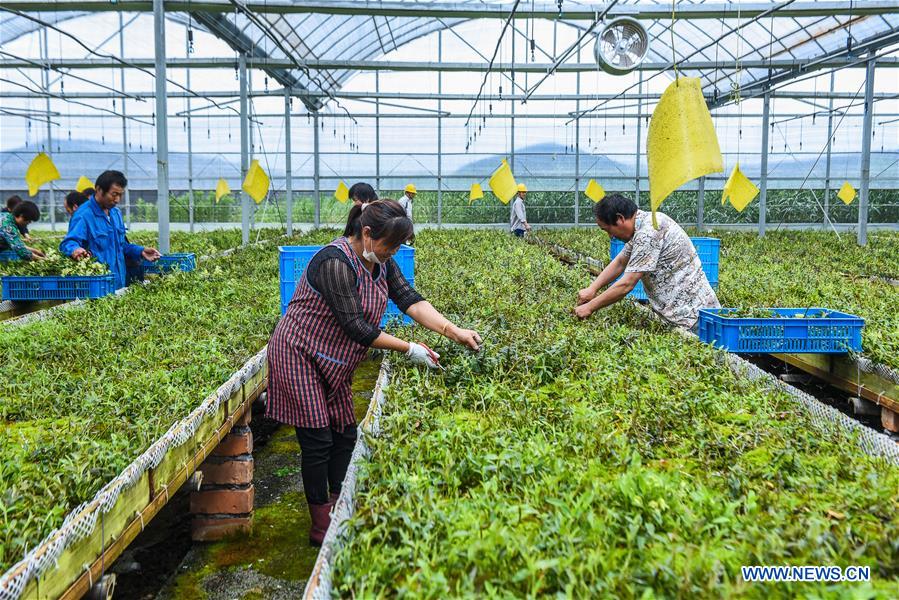 CHINA-ZHEJIANG-CIXI-SALINE-ALKALI SOIL-AGRICULTURE (CN)