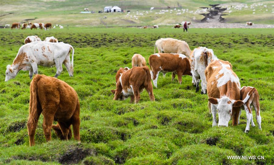 CHINA-INNER MONGOLIA-LIVESTOCK TRANSFER-SUMMER PASTURE (CN)