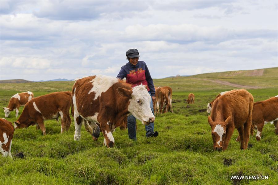 CHINA-INNER MONGOLIA-LIVESTOCK TRANSFER-SUMMER PASTURE (CN)