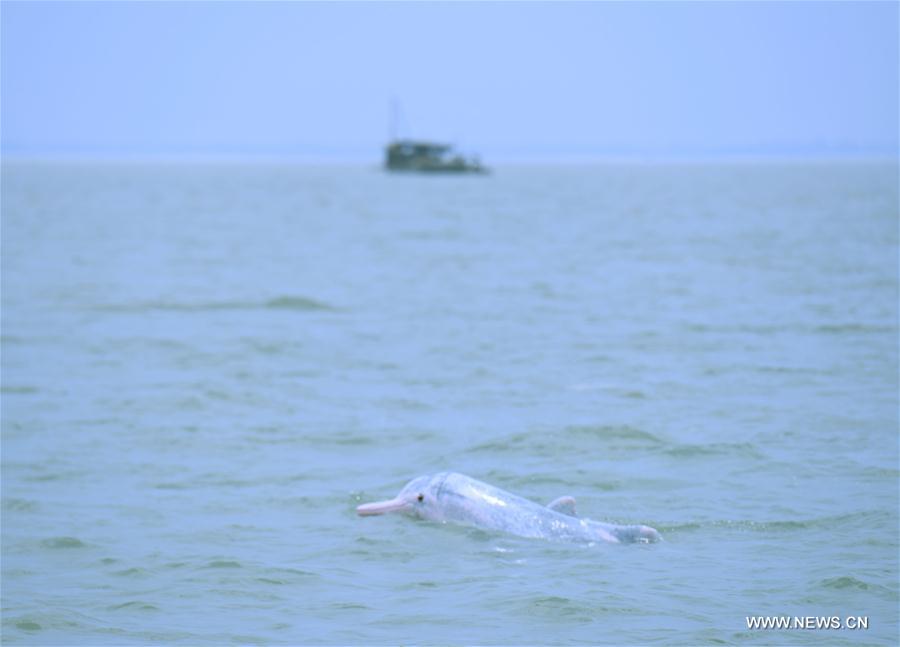 CHINA-GUANGXI-WILD ANIMAL-DOLPHIN (CN)