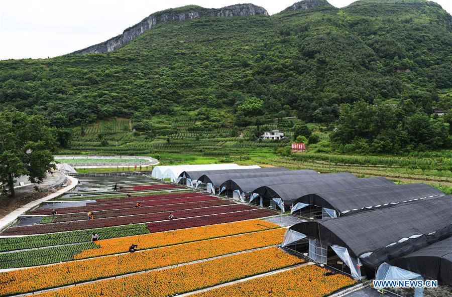 CHINA-CHONGQING-FLOWER PLANTING-INCOME RISING (CN)