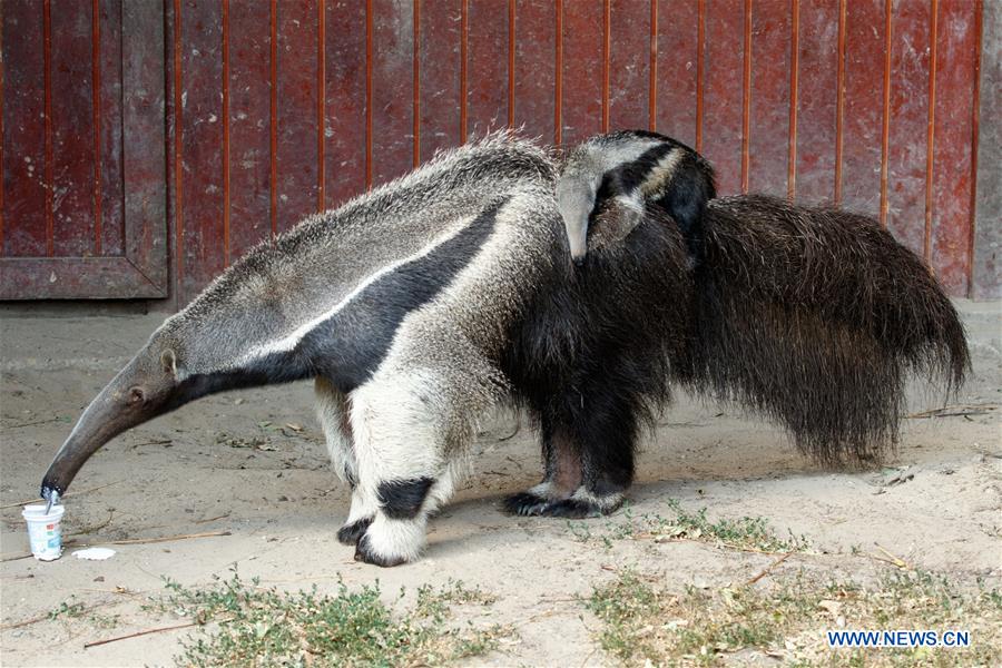 HUNGARY-BUDAPEST-ZOO-ANIMAL-NEW BORN