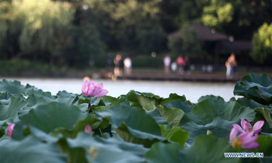 #CHINA-JIANGSU-YANGZHOU-LOTUS (CN)