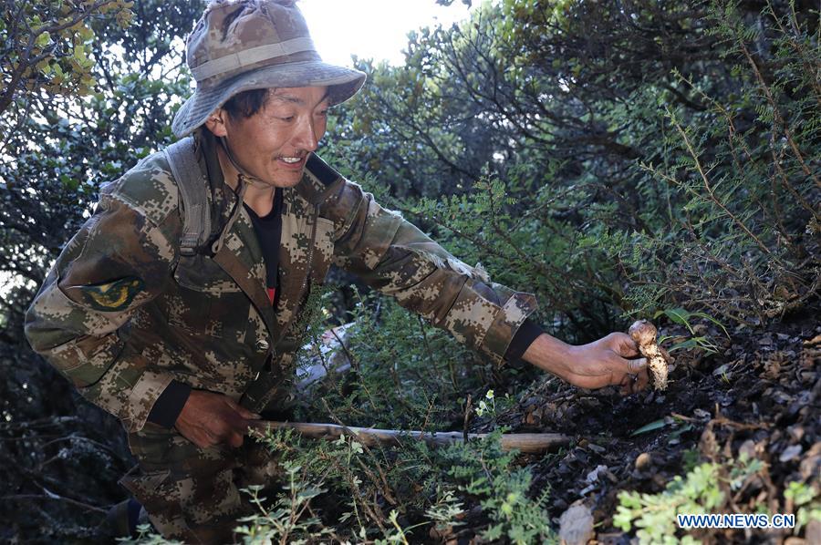 CHINA-SICHUAN-YAJIANG-MATSUTAKE (CN)