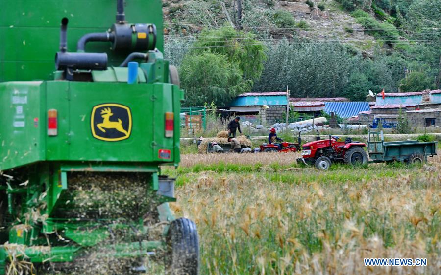 CHINA-TIBET-AGRICULTURE-HARVEST (CN)