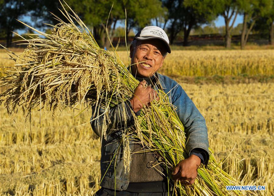 CHINA-INNER MONGOLIA-HOHHOT-RICE-HARVEST (CN)