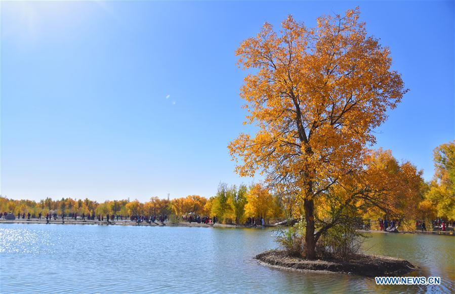 CHINA-JIUQUAN-POPULUS EUPHRATICA-AUTUMN SCENERY (CN)