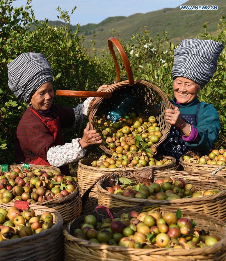 #CHINA-GUIZHOU-FRUIT-HARVEST (CN)