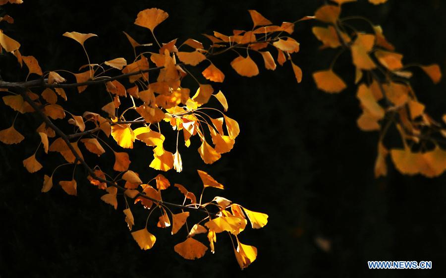 #CHINA-AUTUMN-SCENERY-LEAVES (CN)