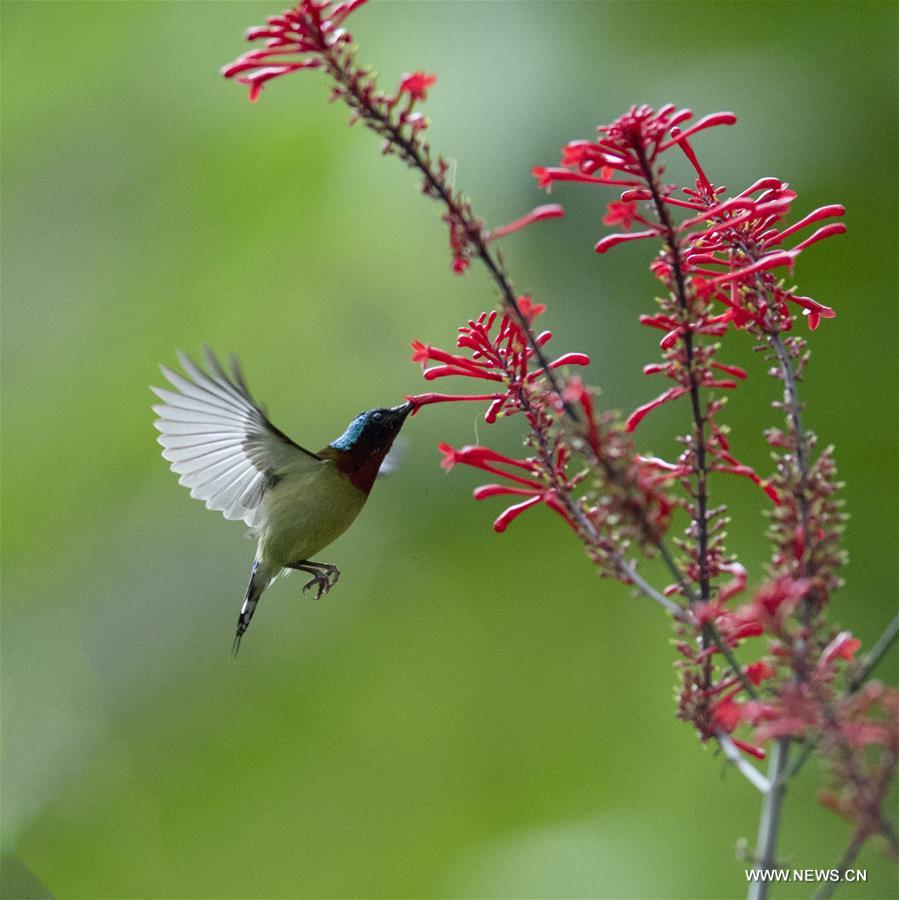 CHINA-FUZHOU-FLOWERS-BIRD (CN) 