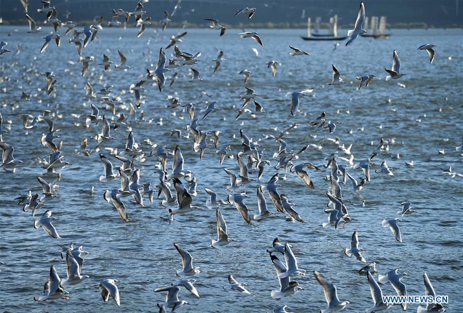 CHINA-KUNMING-RED-BILLED GULLS (CN)