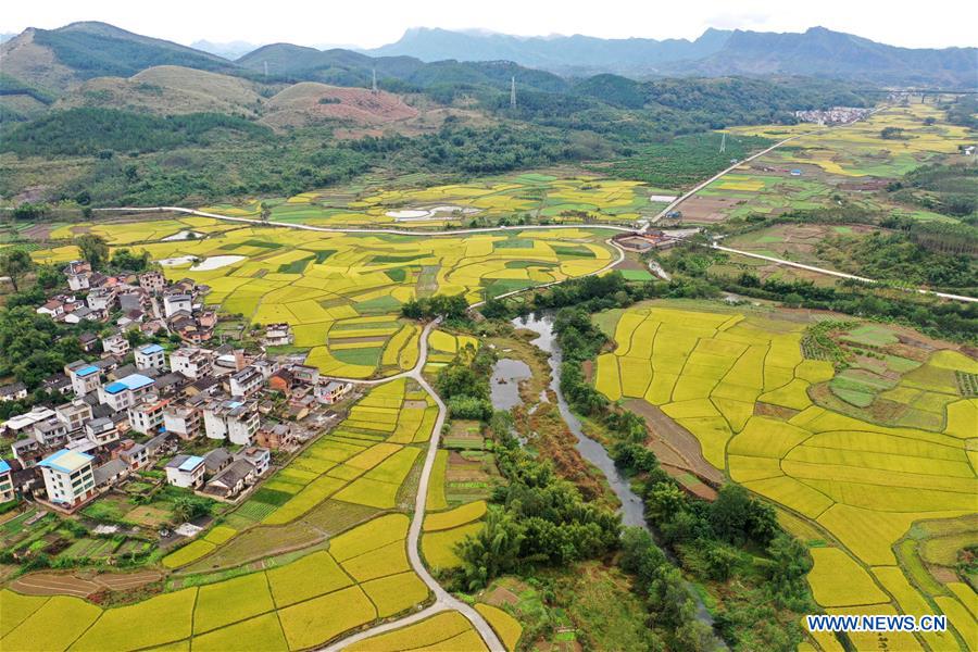 CHINA-GUANGXI-RICE-SCENERY (CN)