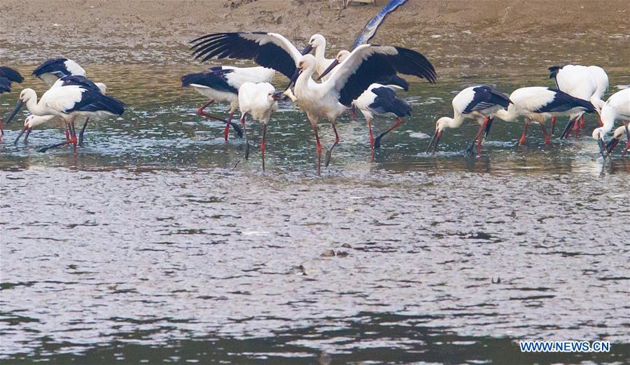 CHINA-ANHUI-WHITE STORK (CN)