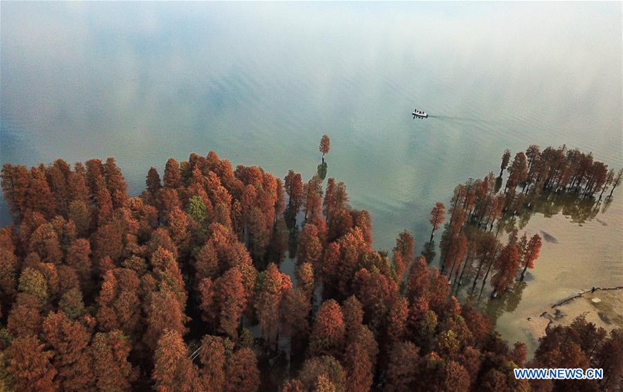 #CHINA-ZHEJIANG-YUYAO-TAXODIUM ASCENDENS (CN)