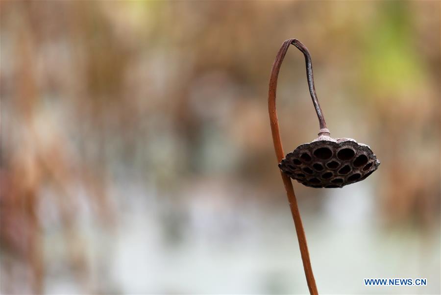 #CHINA-SHANDONG-WITHERED LOTUS (CN)