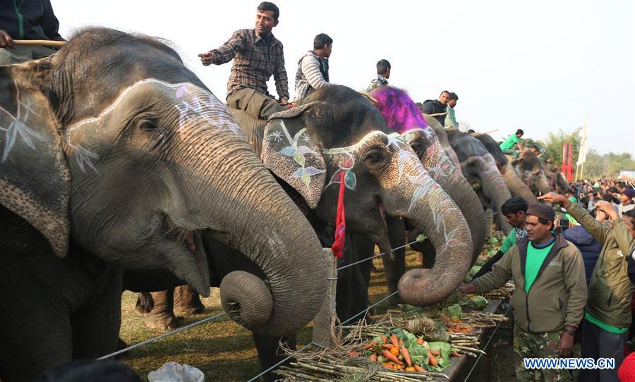 NEPAL-CHITWAN-ELEPHANT FESTIVAL