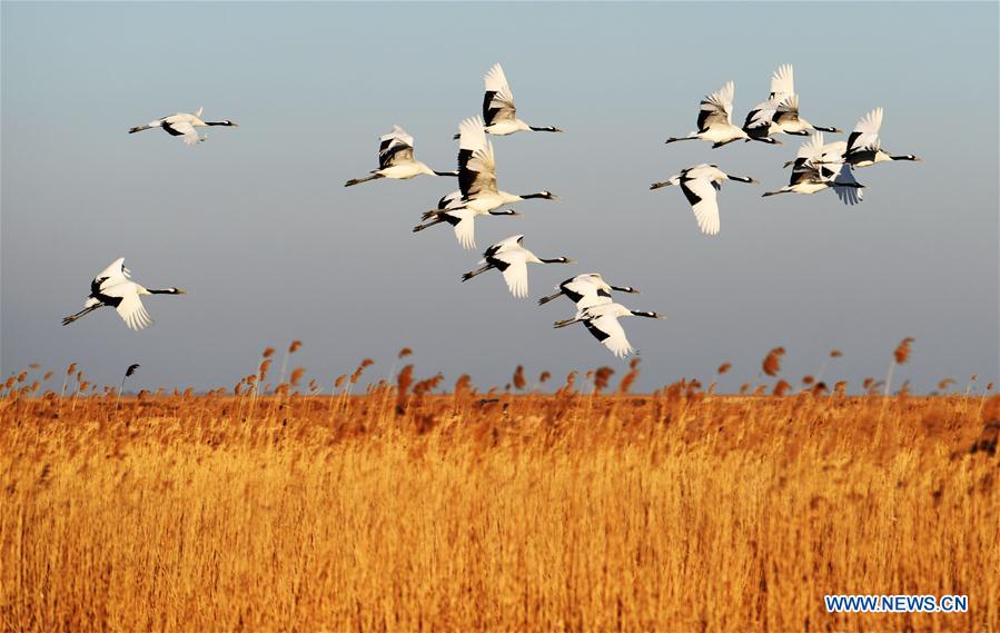 CHINA-HEILONGJIANG-RED-CROWNED CRANES (CN)